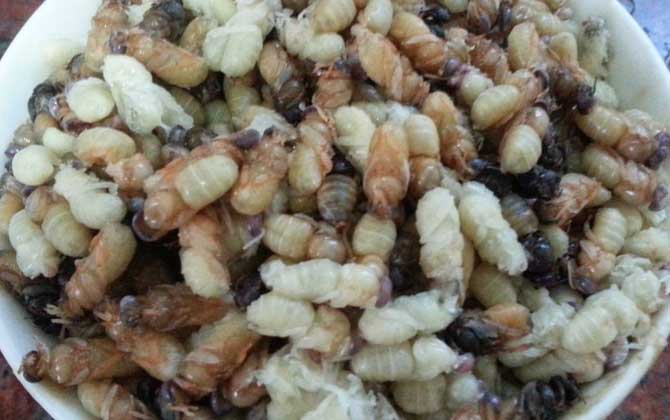 雄蜂蛹怎么吃最简单？