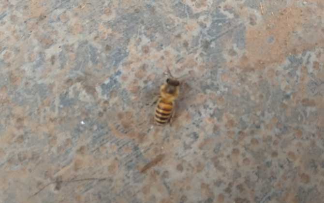 中华蜜蜂