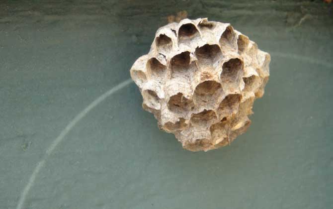 蜂房的功效与作用及禁忌