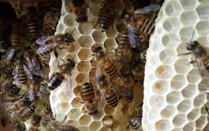 蜜蜂窝中有几种蜂房？