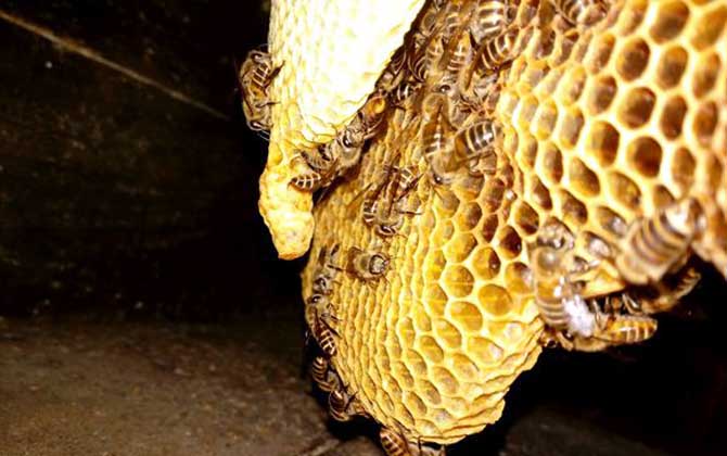 蜜蜂窝中有几种蜂房？