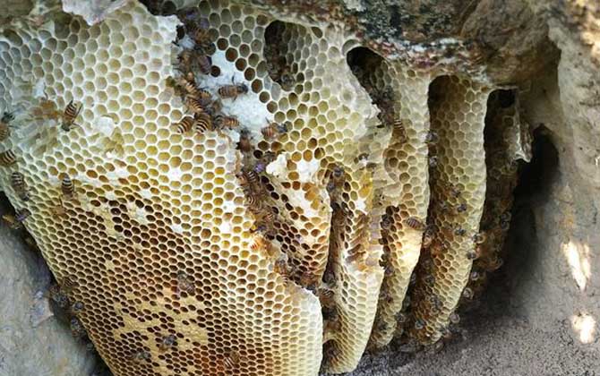 蜂巢和蜂胶的区别