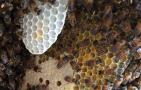 蜂巢和蜂胶的区别
