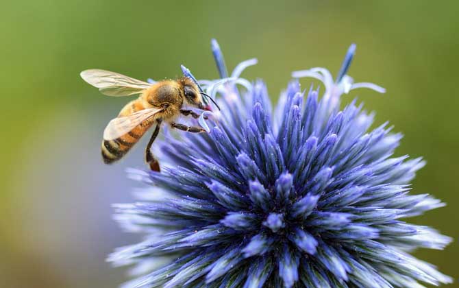 蜂毒在人体能存在多久？