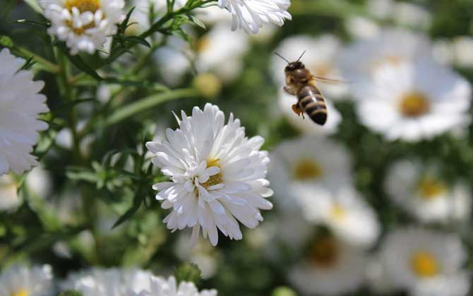 蜂毒真的有美容效果吗？