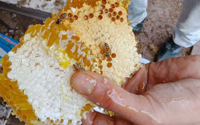 土蜂蜜为什么会结晶？