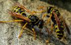 马蜂毒是酸性还是碱性？