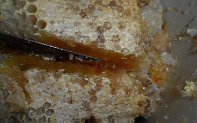 土蜂蜜为什么比意蜂蜜贵？