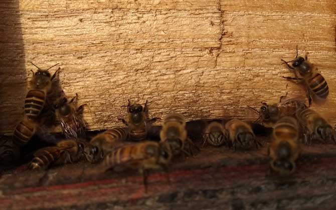 新收的蜜蜂为什么不做巢？