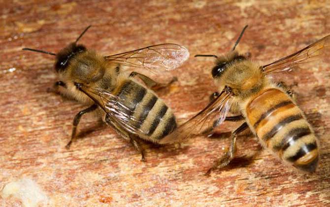 意蜂和中蜂能一起养吗？