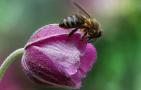 蜜蜂是害虫还是益虫？