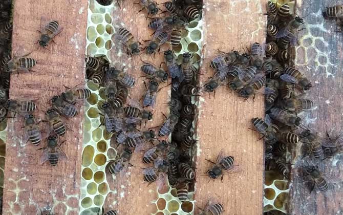 蜂群要几脾蜂才能过冬？
