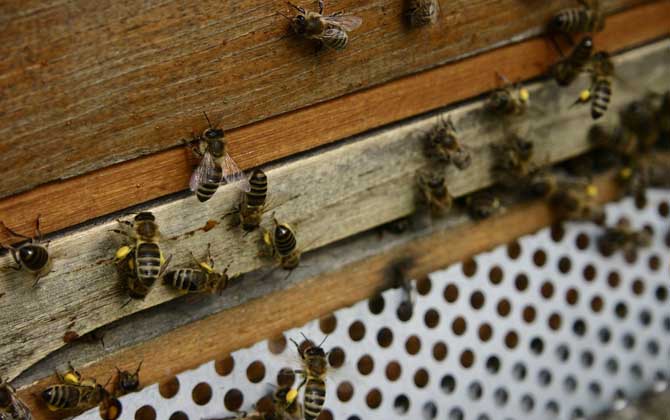蜜蜂养殖的关键性技术