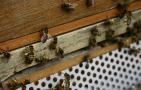 蜜蜂养殖的关键性技术