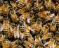 意大利蜜蜂多少钱一箱？