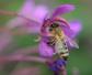 被蜜蜂蛰多久过危险期？
