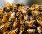 蜜蜂养殖有发展前景吗？