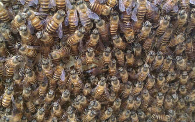东方蜜蜂的种类及图片大全