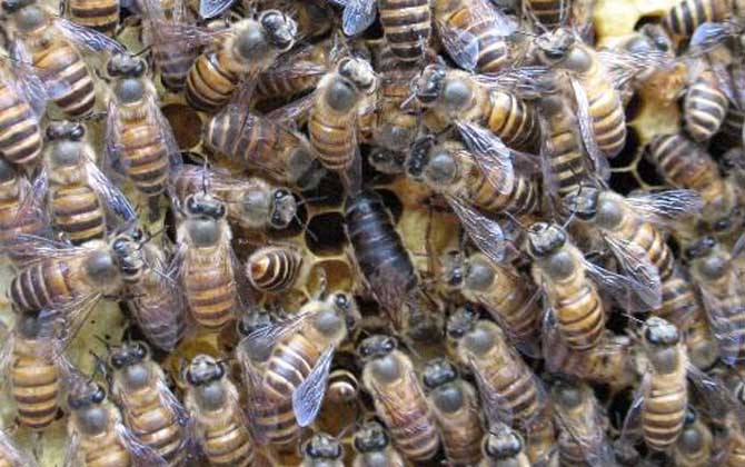 东方蜜蜂的种类及图片大全