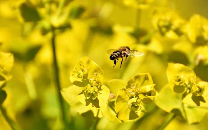被蜜蜂蛰了怎么消肿止痒？