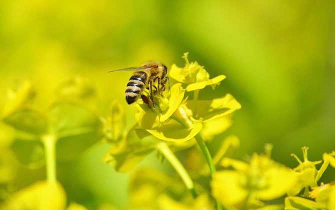 被蜜蜂蛰了怎么消肿止痒？