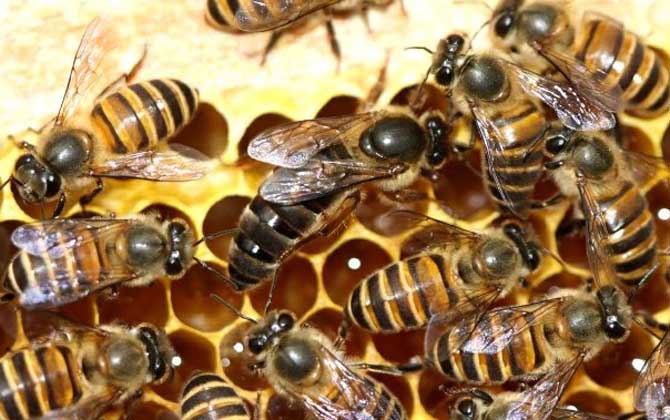 蜜蜂没有蜂王能养活吗？