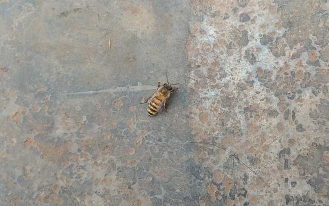 土蜂