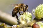 蜜蜂不采蜜是什么原因？