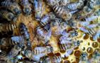 蜜蜂春繁为什么要保温？