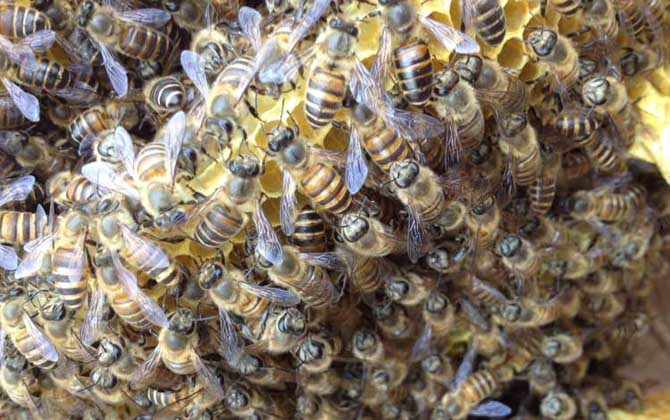 蜜蜂春繁为什么要紧脾？
