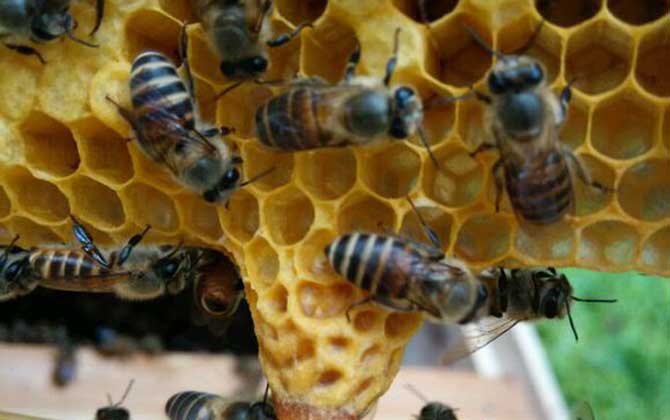 蜜蜂什么时候人工分蜂？
