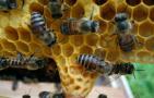 蜜蜂什么时候人工分蜂？