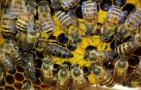 自然分蜂好还是人工分蜂好？