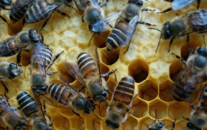 中蜂养殖技术及注意事项