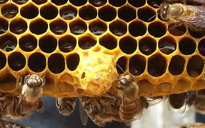 春季养蜂