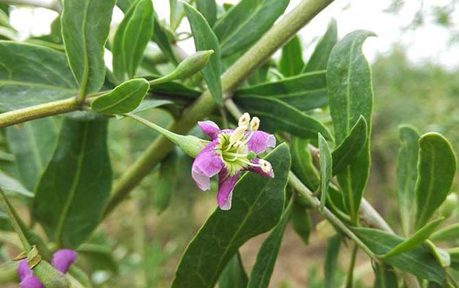 枸杞什么时候开花 蜜源植物 酷蜜蜂