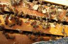 春季养蜂技术及注意事项