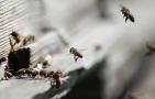怎样控制蜜蜂自然分蜂？