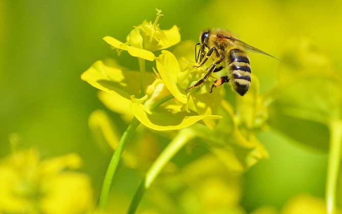 蜜蜂采花蜜是为了什么？水蜂源为你讲解