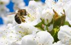 蜜蜂采蜜是什么季节？