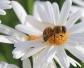 蜜蜂采的是花蜜还是花粉？