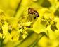 蜜蜂采花蜜是为了什么？