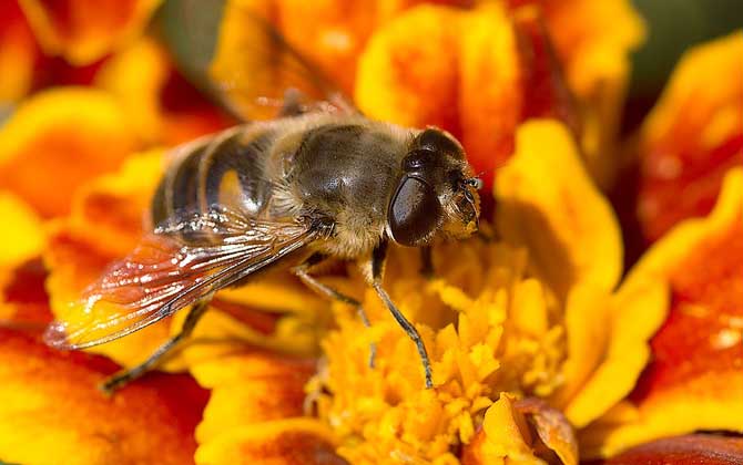 蜜蜂和蚂蚁有什么区别？