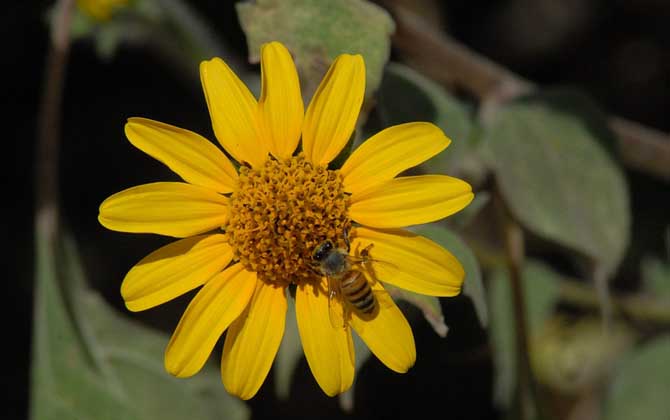 蜜蜂和蚂蚁有什么区别？水蜂源来给你详细评说