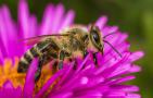 蜜蜂灭绝了世界会怎样？