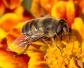 蜜蜂和蚂蚁有什么区别？