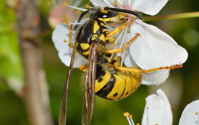 为什么胡蜂是蜜蜂的天敌？