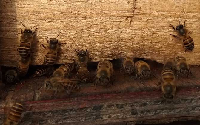 蜜蜂冲群有什么危害？