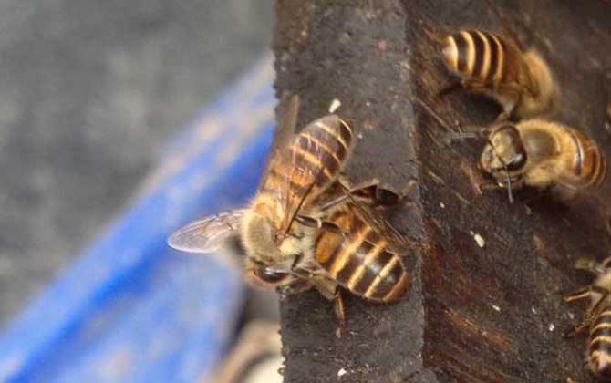 蜜蜂养殖100箱利润有多少？