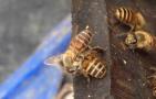 蜜蜂养殖100箱利润有多少？